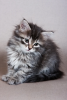 Photo №1. siberian cat - for sale in the city of Stockholm | negotiated | Announcement № 97880