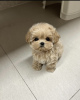 Photo №2 to announcement № 105195 for the sale of maltese dog - buy in Germany breeder