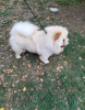 Additional photos: Chow Chow dogs for sale