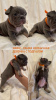Additional photos: French Bulldog puppies