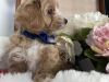 Additional photos: Maltipoo puppy