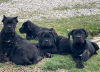 Photo №3. Cane Corso puppies. Serbia