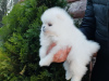 Photo №3. Pomeranian puppies. Germany