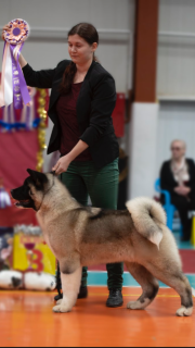 Photo №2 to announcement № 4404 for the sale of american akita - buy in Russian Federation from nursery, breeder