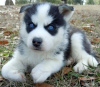 Photo №1. siberian husky - for sale in the city of Вилкавишкис | negotiated | Announcement № 53587