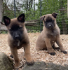 Photo №1. belgian shepherd - for sale in the city of Эсбьорг | 350$ | Announcement № 124690