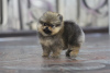 Photo №2 to announcement № 103656 for the sale of  - buy in Kazakhstan from nursery, breeder