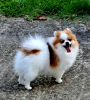 Additional photos: Pomeranians for sale