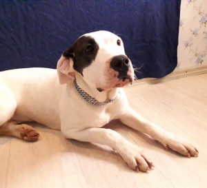 Additional photos: Offered for sale, girl argentino mastiff.
