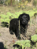 Photo №2 to announcement № 12819 for the sale of giant schnauzer - buy in Ukraine from nursery