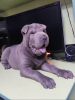 Photo №1. shar pei - for sale in the city of Kremenchug | 220$ | Announcement № 11603