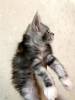 Additional photos: The Maine Coon cattery offers a purebred kitten.
