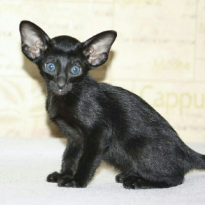 Photo №4. I will sell oriental shorthair in the city of Ufa. from nursery - price - 353$