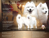 Photo №1. samoyed dog - for sale in the city of Ньиредьхаза | negotiated | Announcement № 60185