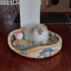 Photo №3. Spitz puppy looking for new owners. Poland