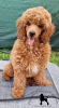 Photo №3. Red toy poodle. Serbia