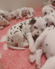 Photo №1. dalmatian dog - for sale in the city of London | 473$ | Announcement № 13482