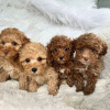 Photo №1. poodle (toy) - for sale in the city of Manila | negotiated | Announcement № 75321