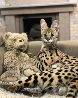 Photo №3. Sweet serval cubs, real luxury in your home.. Ukraine
