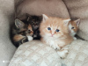 Photo №3. Vaccinated Maine Coon Kittens ready now for loving homes. Germany