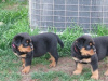 Photo №1. rottweiler - for sale in the city of Santa Ana | Is free | Announcement № 124100