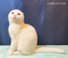 Photo №2 to announcement № 78113 for the sale of scottish fold - buy in Russian Federation 