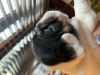 Photo №4. I will sell french bulldog in the city of Переяслав-Хмельницкий. private announcement - price - 3000$