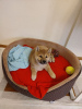 Additional photos: Shiba inu puppy female