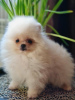 Photo №2 to announcement № 18781 for the sale of pomeranian - buy in Lithuania from nursery