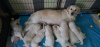 Photo №2 to announcement № 89699 for the sale of golden retriever - buy in Germany private announcement