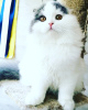 Photo №2 to announcement № 7814 for the sale of scottish fold - buy in Russian Federation from nursery
