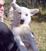 Photo №1. non-pedigree dogs - for sale in the city of Москва | Is free | Announcement № 119656