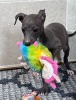 Photo №2 to announcement № 127288 for the sale of italian greyhound - buy in Germany 