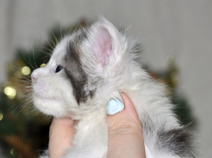 Photo №4. I will sell maine coon in the city of Munich. from nursery, breeder - price - 1233$