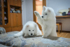 Additional photos: Purebred Samoyed puppies