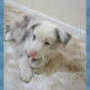 Photo №2 to announcement № 78856 for the sale of border collie - buy in Germany private announcement