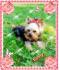 Photo №2 to announcement № 81014 for the sale of yorkshire terrier - buy in Poland breeder