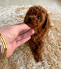 Photo №2 to announcement № 109173 for the sale of poodle (toy) - buy in Germany private announcement