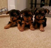 Photo №1. yorkshire terrier - for sale in the city of London | 532$ | Announcement № 13495