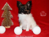Photo №4. I will sell papillon dog in the city of Saratov. from nursery - price - Is free