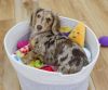 Additional photos: Gia is a silly and sweet Dachshund puppy. She is a fun puppy who loves to play