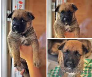 Photo №3. Puppies as a gift. Russian Federation