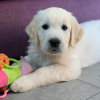 Photo №1. golden retriever - for sale in the city of Хельсингёр | 402$ | Announcement № 111582