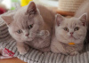 Photo №1. british shorthair - for sale in the city of Seinäjoki | Is free | Announcement № 125707