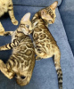 Photo №2 to announcement № 113454 for the sale of bengal cat - buy in United States breeder