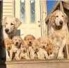 Photo №1. golden retriever - for sale in the city of Якутск | 591$ | Announcement № 13443