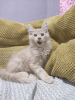 Photo №4. I will sell maine coon in the city of Kharkov. breeder - price - 500$