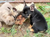 Photo №1. french bulldog - for sale in the city of Milan | 264$ | Announcement № 117949