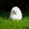 Photo №2 to announcement № 118239 for the sale of pomeranian - buy in Germany private announcement