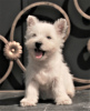 Additional photos: west highland white terrier puppy female